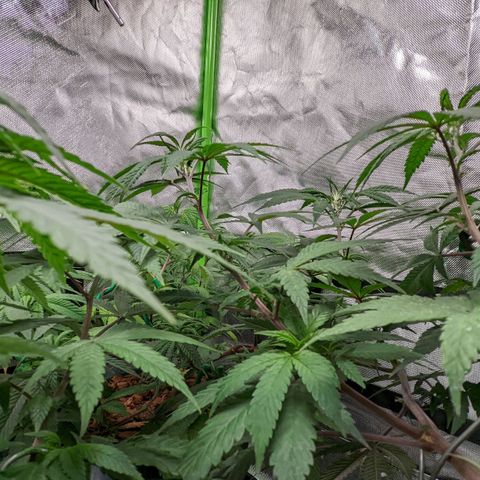 Cain growlog photo: Pre flip