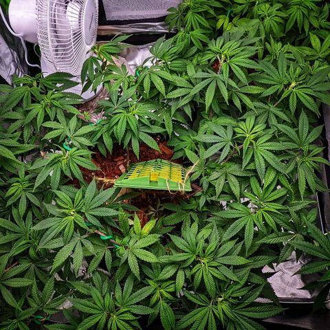 Cain growlog timeline photo
