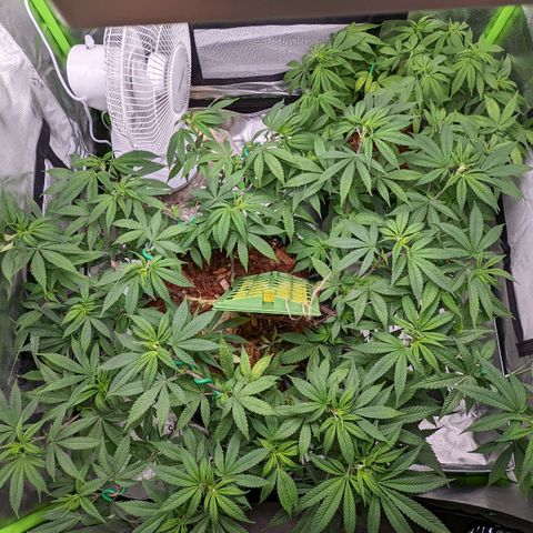 Cain growlog photo: Pre flip