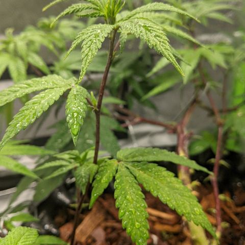 Cain growlog photo: Calmag foliar spray