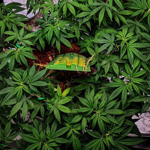 Cain growlog timeline photo