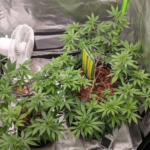 Cain growlog timeline photo