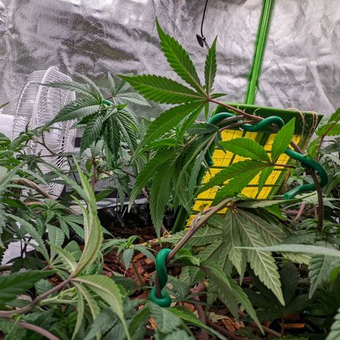 Cain growlog photo: LST before flip. Watered and Neem sprayed. 