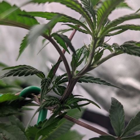 Cain growlog photo: Pre flip