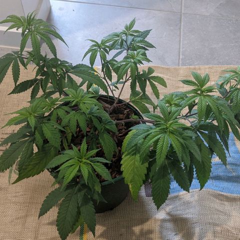 Cain growlog photo: Before and after LST and light trim