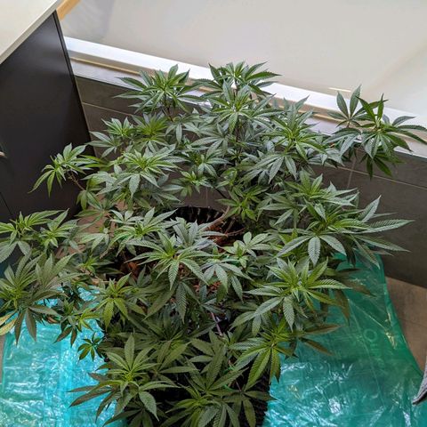 Cain growlog timeline photo
