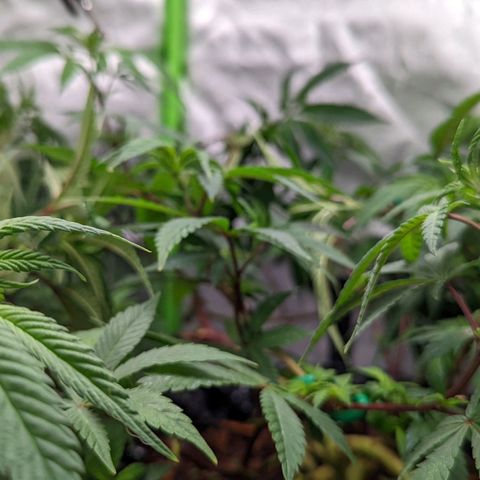 Cain growlog timeline photo