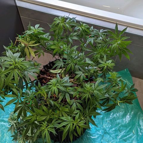 Cain growlog timeline photo