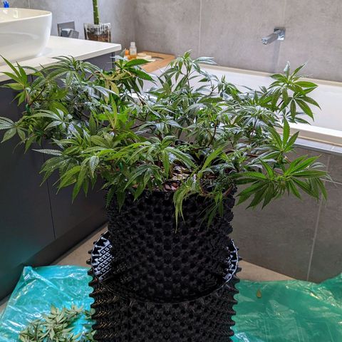 Cain growlog timeline photo