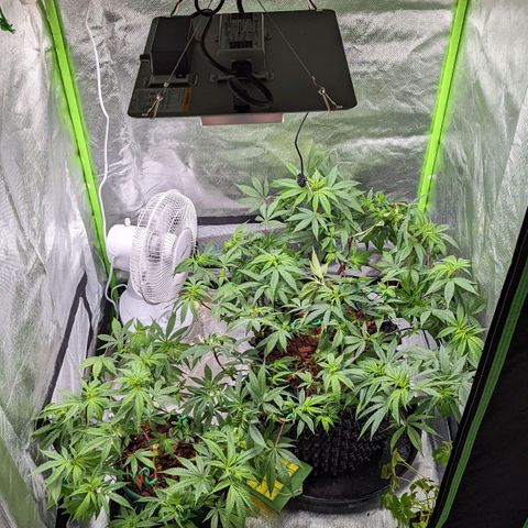 Cain growlog timeline photo