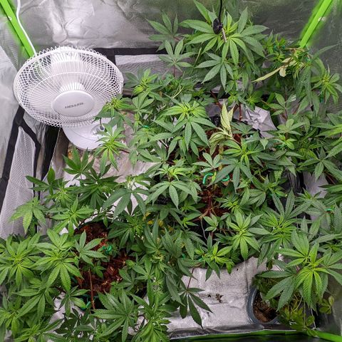 Cain growlog timeline photo