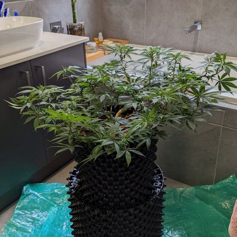 Cain growlog timeline photo