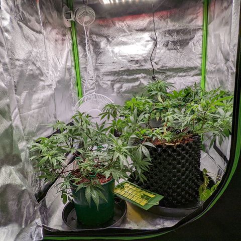 Cain growlog timeline photo