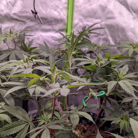 Cain growlog timeline photo
