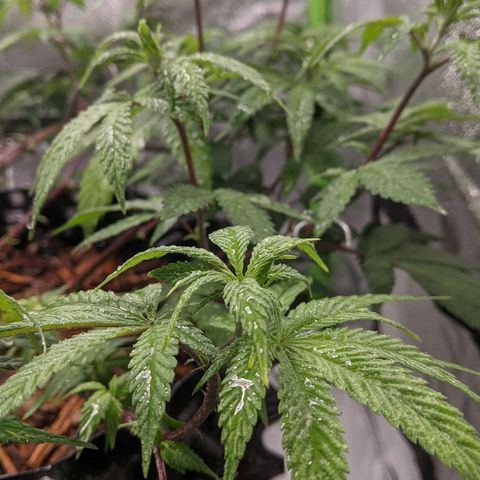 Cain growlog photo: Calmag foliar spray