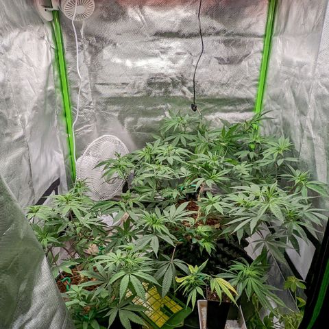Cain growlog timeline photo