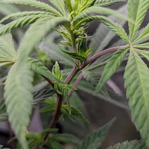Cain growlog timeline photo