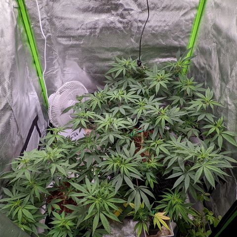 Cain growlog timeline photo