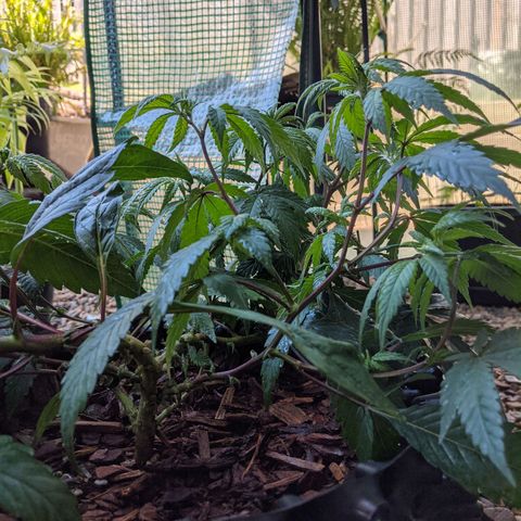 Cain growlog photo: Reported 