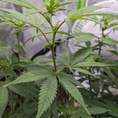 Cain growlog timeline photo