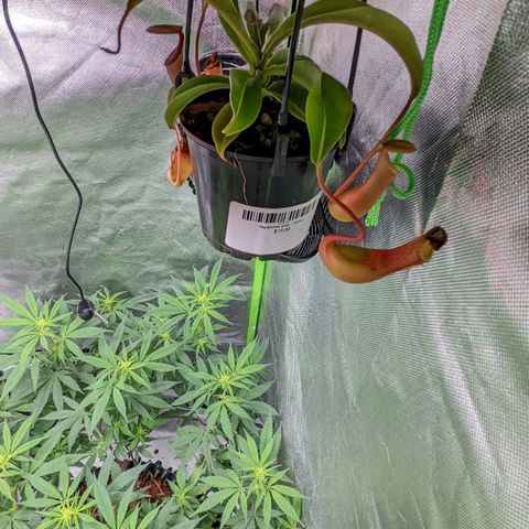 Cain growlog timeline photo