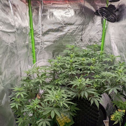 Cain growlog timeline photo