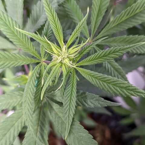 Cain growlog timeline photo