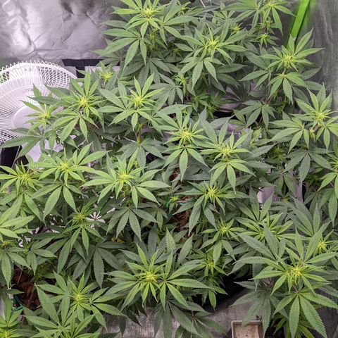 Cain growlog timeline photo
