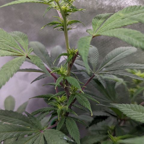 Cain growlog timeline photo