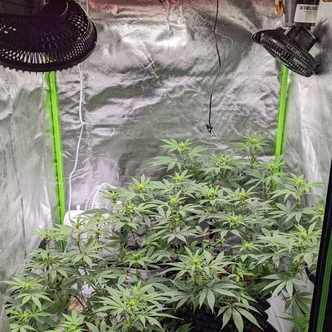 Cain growlog timeline photo