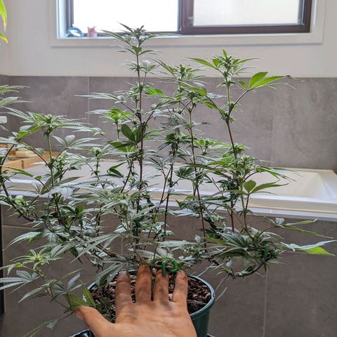 Cain growlog timeline photo