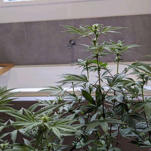 Cain growlog timeline photo