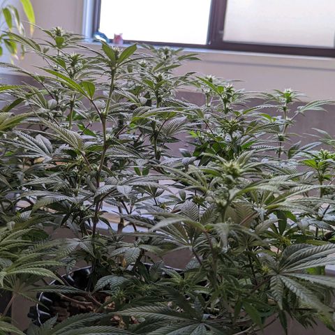 Cain growlog timeline photo