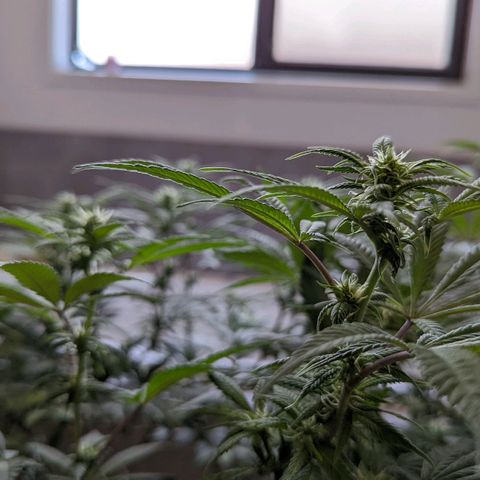 Cain growlog timeline photo