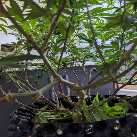 Cain growlog timeline photo