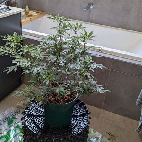 Cain growlog timeline photo