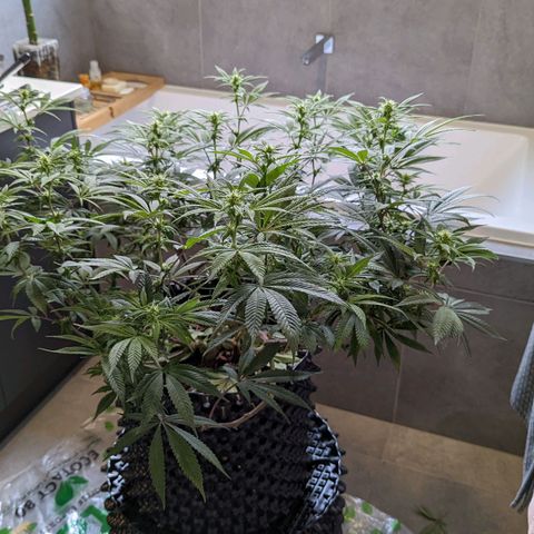 Cain growlog timeline photo