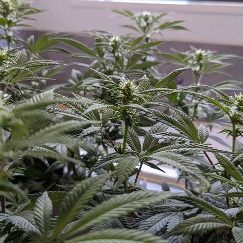Cain growlog timeline photo