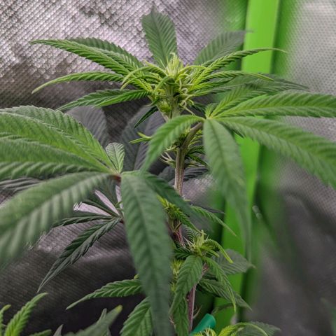 Cain growlog timeline photo