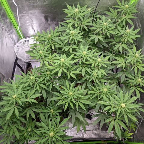 Cain growlog timeline photo