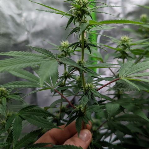 Cain growlog timeline photo