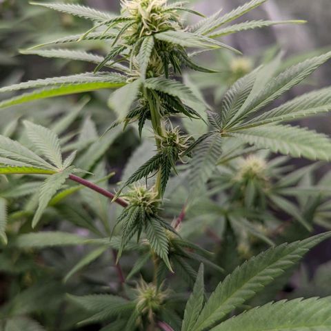 Cain growlog timeline photo