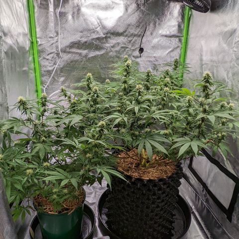 Cain growlog timeline photo