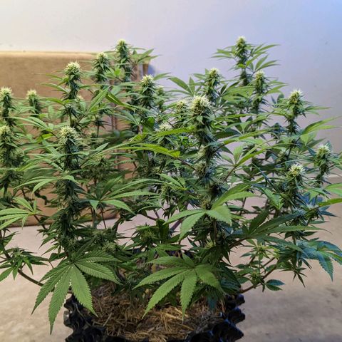 Cain growlog timeline photo