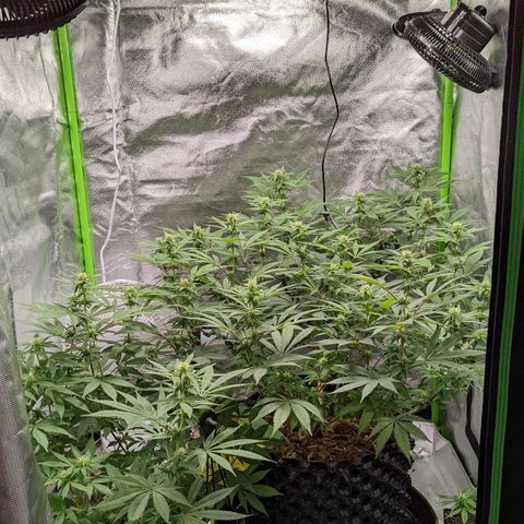 Cain growlog timeline photo