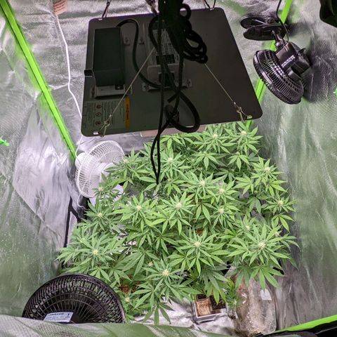 Cain growlog photo: LAB foliar - week 3