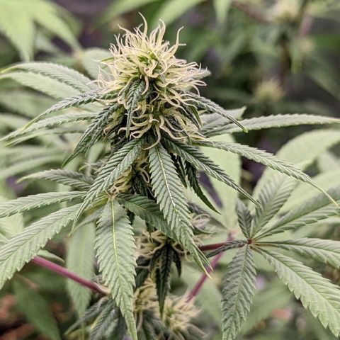 Cain growlog timeline photo