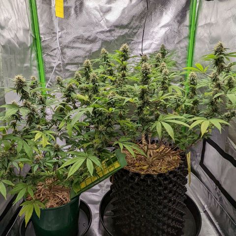 Cain growlog timeline photo