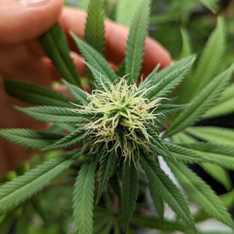 Cain growlog timeline photo