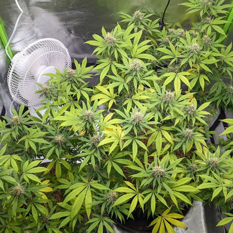 Cain growlog timeline photo